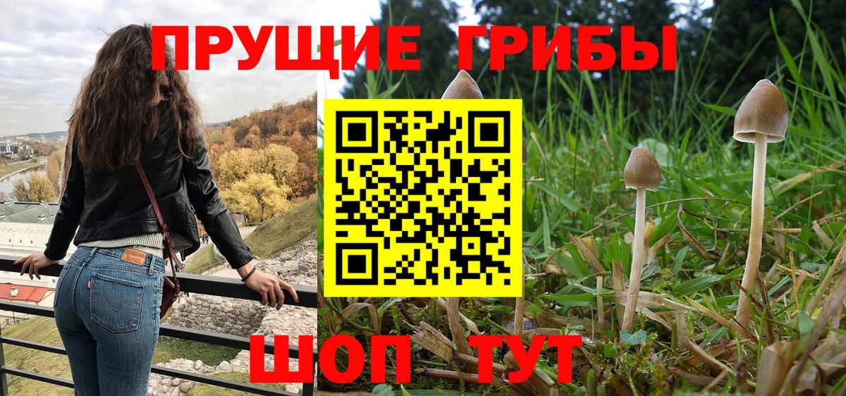 Северск  Псилоцибиновые грибы GOLDEN TEACHER  Вход с VPN  Галлюциногенные грибы мицелий 